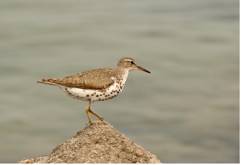 A spotted sandpiper stands on a rock overlooking the water