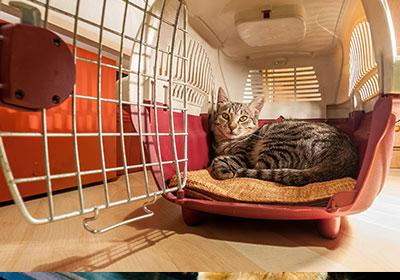 Cat laying in pet carrier before moving to new home