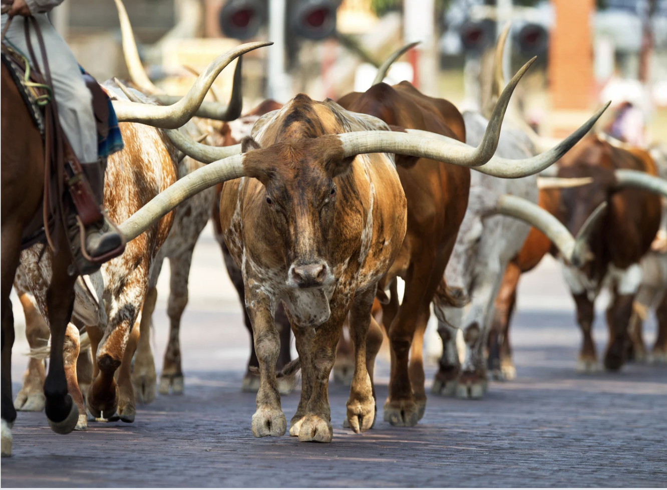 fort worth steer show