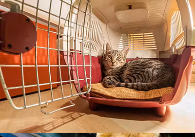 pet-carriers-how-to-move-pets-kennels
