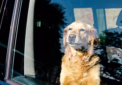 pet-travel-how-to-move-pets-traveling