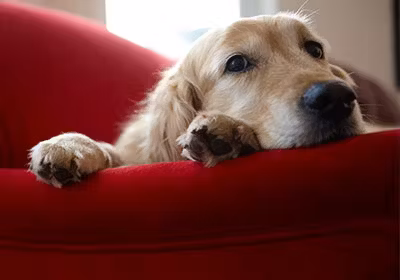 pets-at-home-how-to-move-pets-at-home