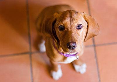 Save Money to Pay Moving Costs Pet being watched by a friend to save money for moving costs